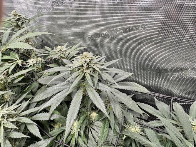 bubba kush. Week 7