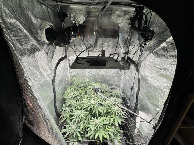 bubba kush. Week 7