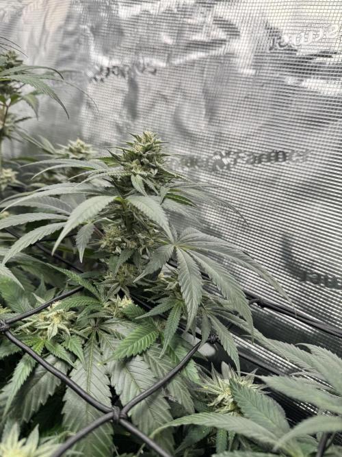 bubba kush. Week 7