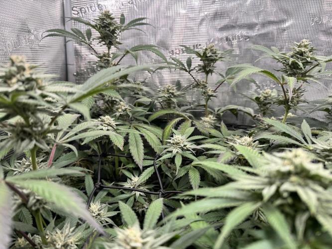 bubba kush. Week 7