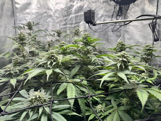 bubba kush. Week 7