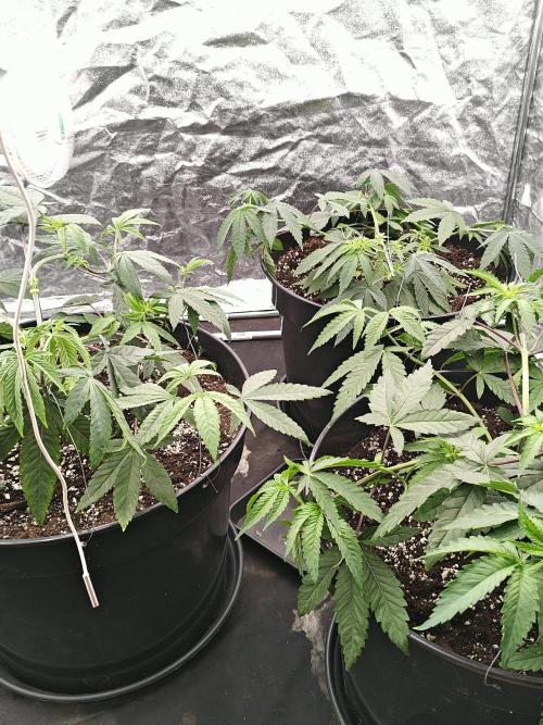 Very first time. Week 4