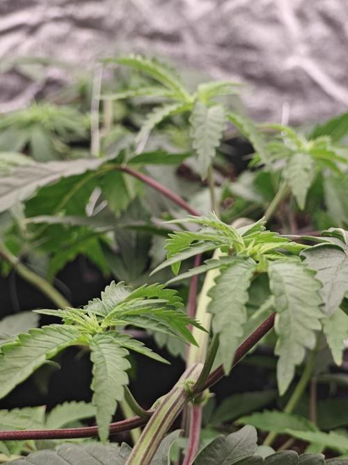 Very first time. Week 4