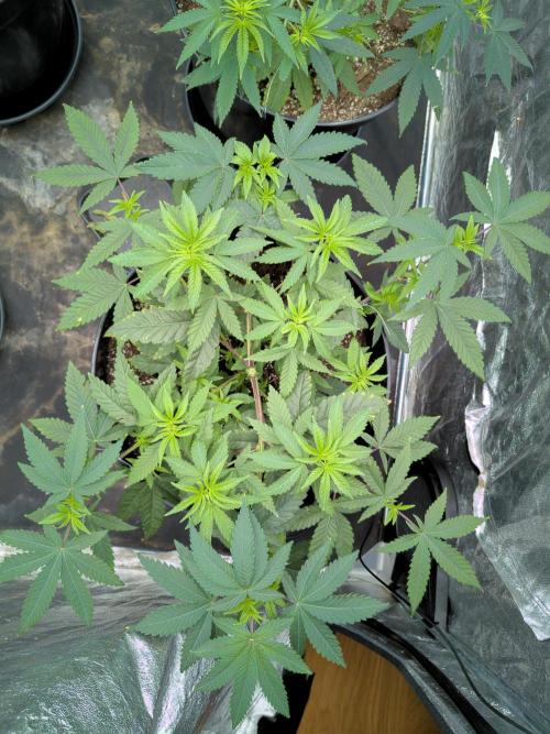 Very first time. Week 5 - W5D6