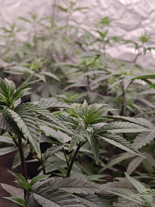 Very first time. Week 7 - W7D1