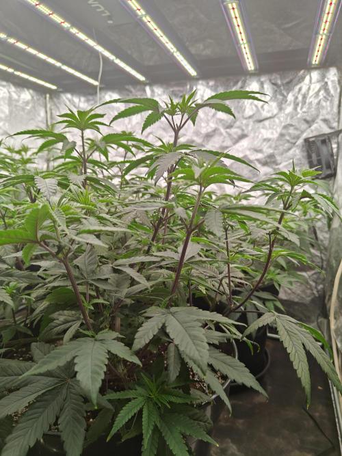 Very first time. Week 7 - W7D1