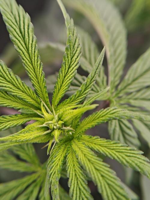 Very first time. Week 7 - W7D6