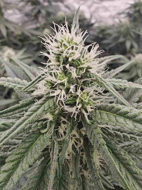 Very first time. Week 10