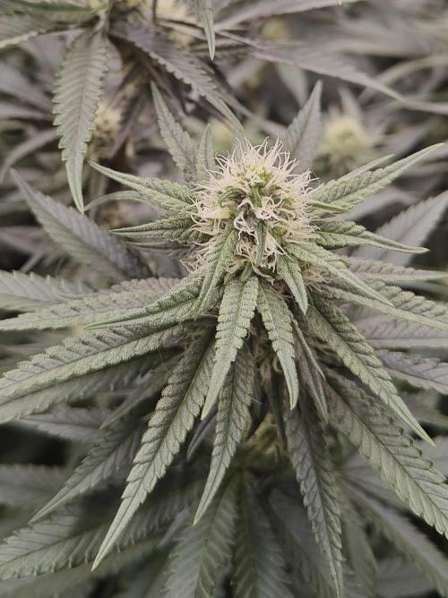 Very first time. Week 10