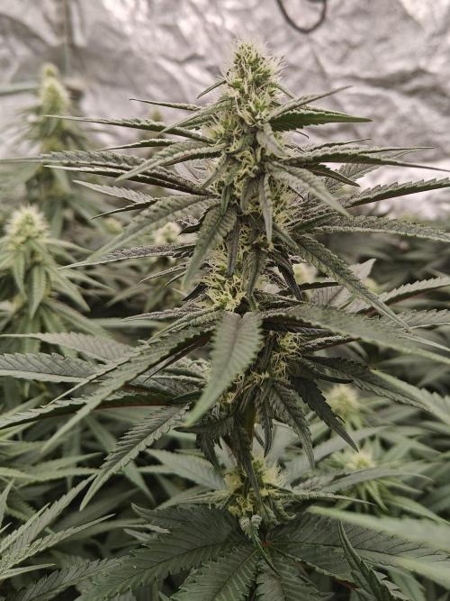 Very first time. Week 10