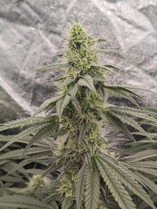 Very first time. Week 11
