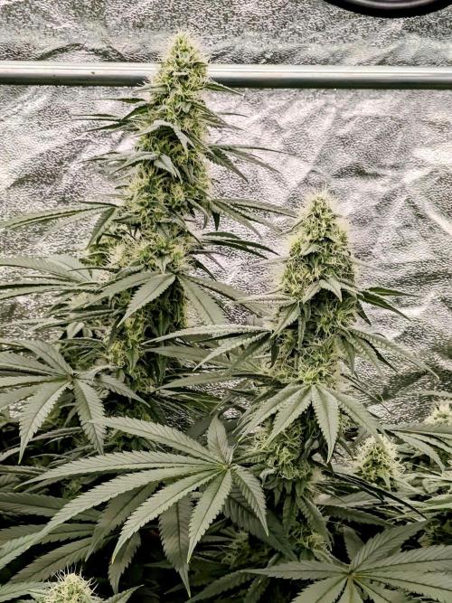 Very first time. Week 11