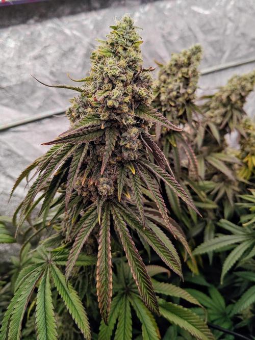 Very first time. Week 14