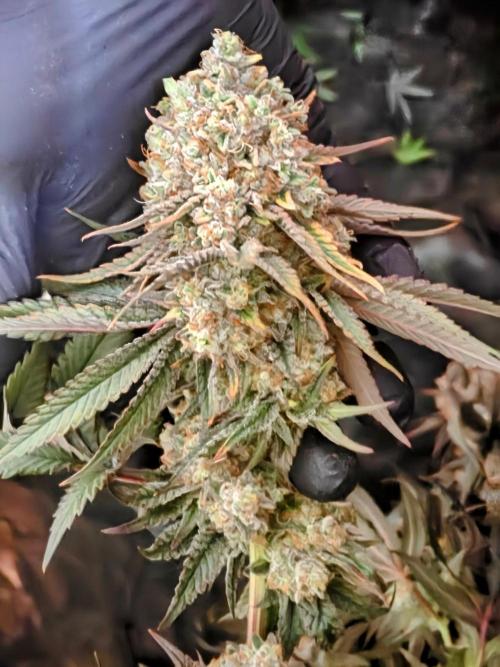 Very first time. Week 15