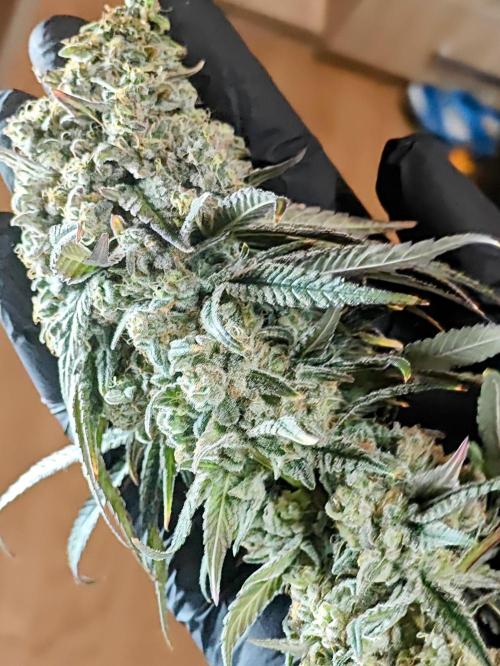 Very first time. Week 15