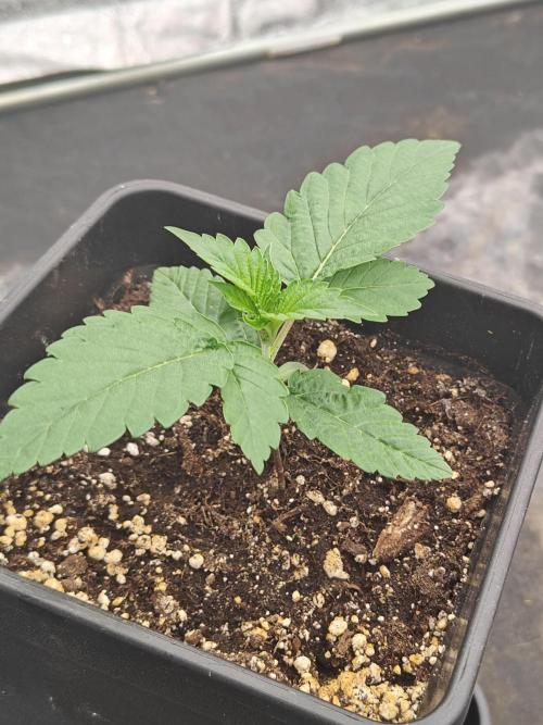 Golden Sands. Week 1