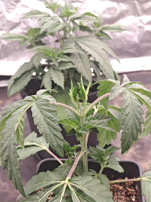 Golden Sands. Week 3
