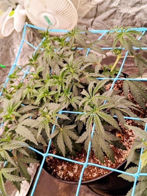 Childhood buddy. Week 6