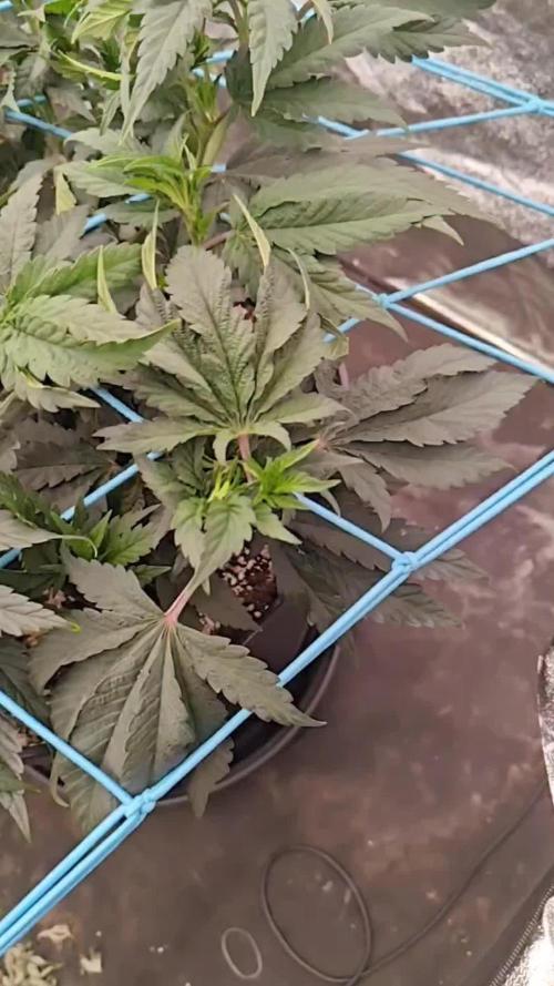 Golden Sands. Week 6