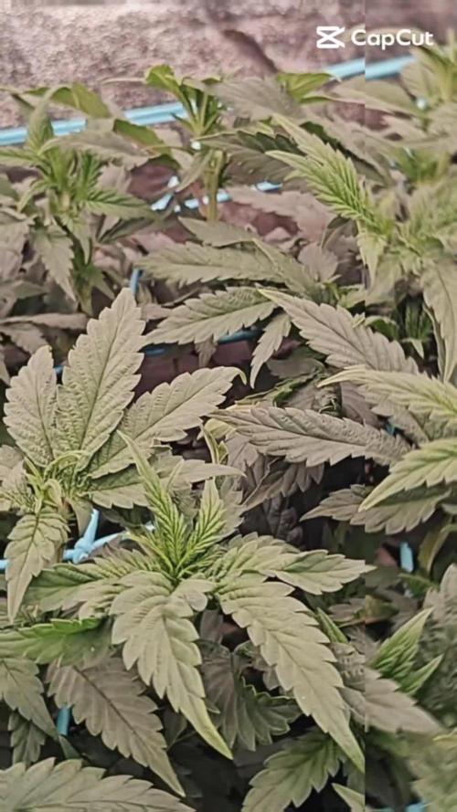 Golden Sands. Week 8