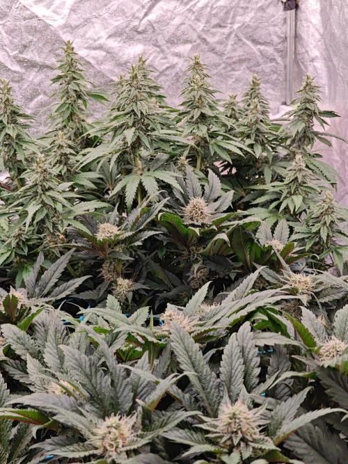 Golden Sands. Week 12
