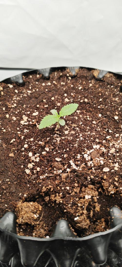 Do Si Dos. Week 1