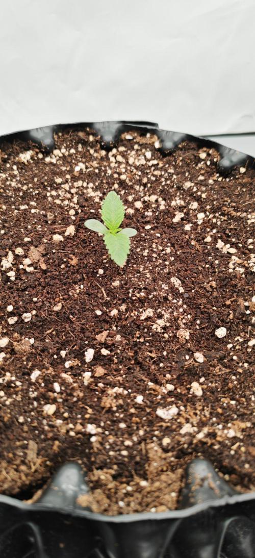 Do Si Dos. Week 1
