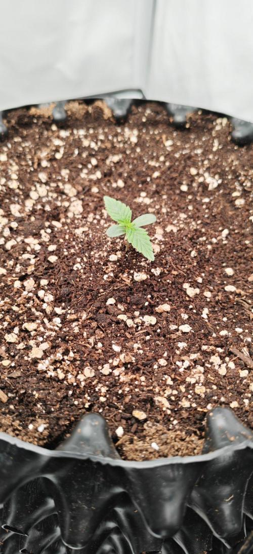 Do Si Dos. Week 1