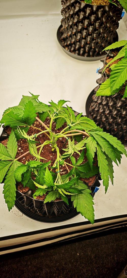 Do Si Dos. Week 4