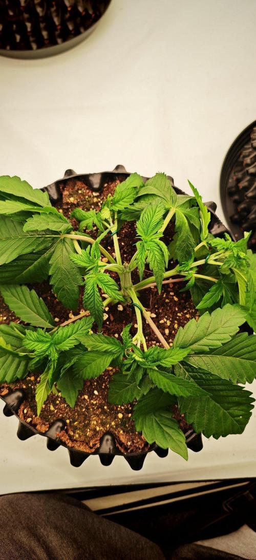 Do Si Dos. Week 4