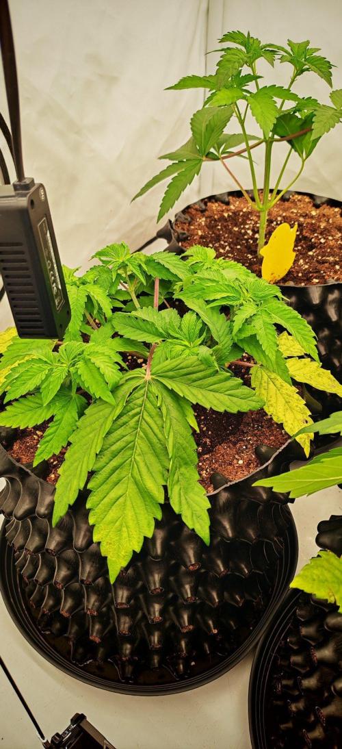 Do Si Dos. Week 4