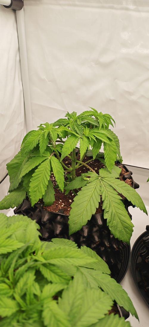 Do Si Dos. Week 3