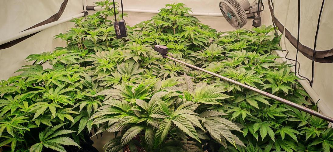 Do Si Dos. Week 8