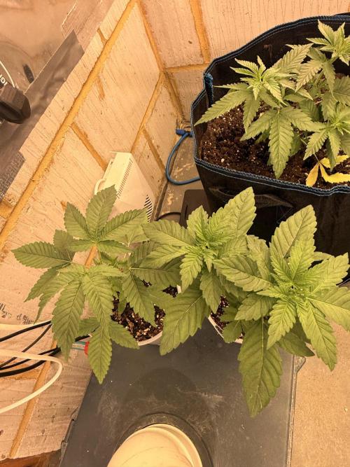 Barney's Babes. Week 3