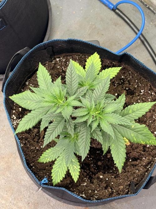 Barney's Babes. Week 3