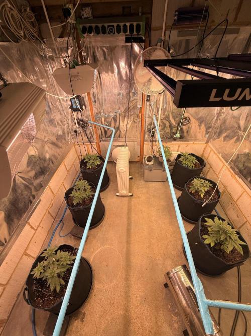 Barney's Babes. Week 3