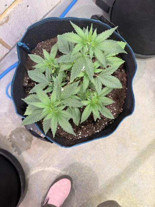 Barney's Babes. Week 3