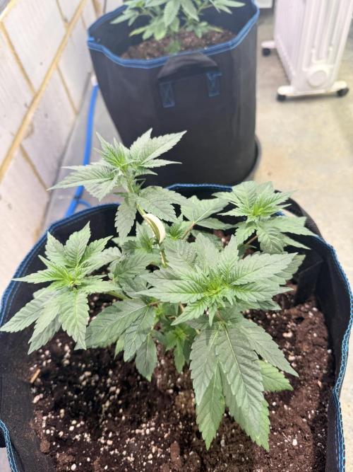 Barney's Babes. Week 3