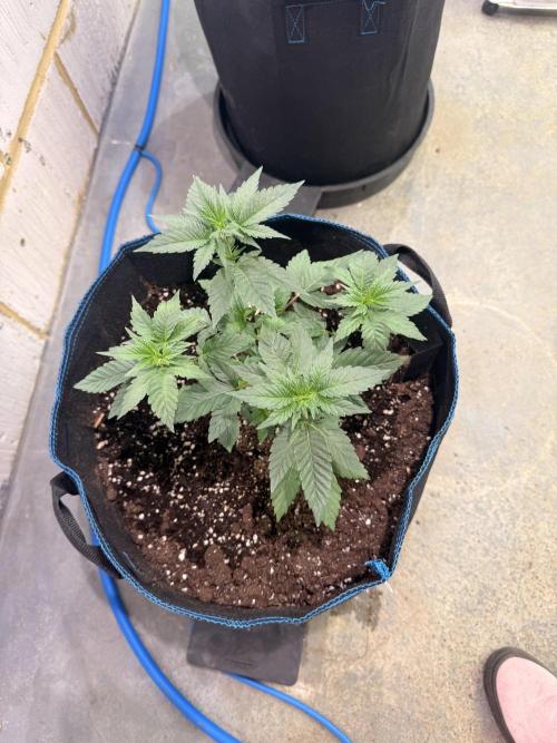 Barney's Babes. Week 3