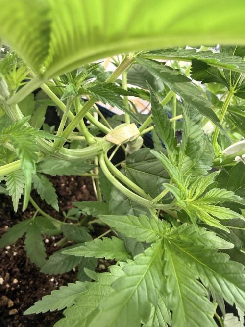 Barney's Babes. Week 4