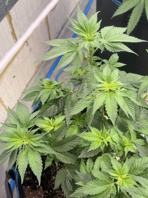 Barney's Babes. Week 4