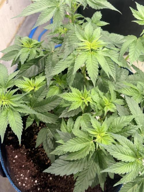 Barney's Babes. Week 4