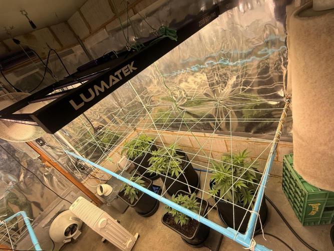 Barney's Babes. Week 4