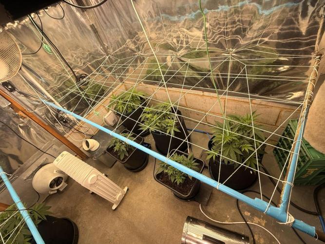 Barney's Babes. Week 4