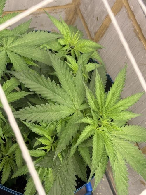 Barney's Babes. Week 4