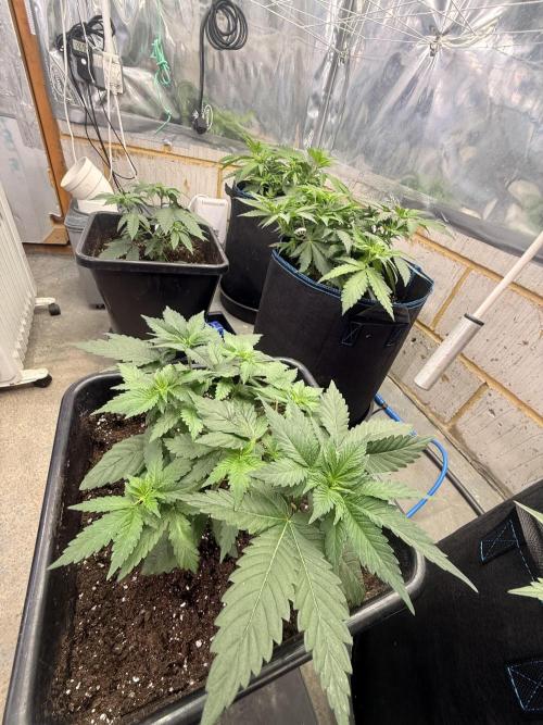 Barney's Babes. Week 4