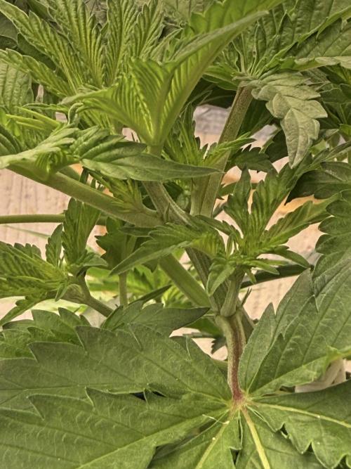 Barney's Babes. Week 4