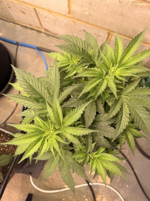 Barney's Babes. Week 4