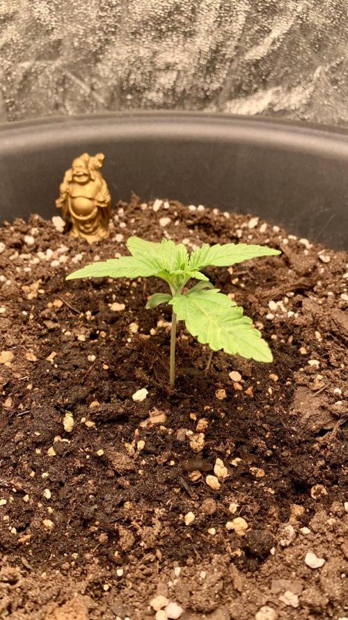 1st Auto Purple Haze. Week 2 - Day 9