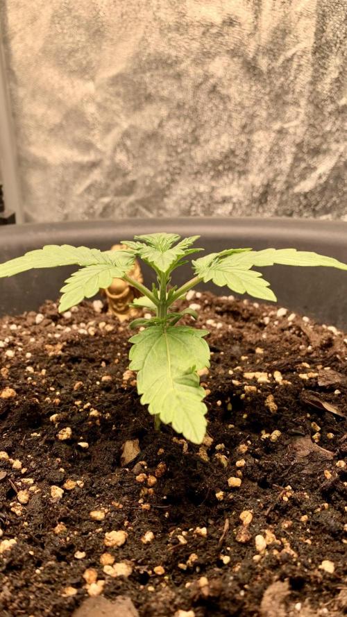 1st Auto Purple Haze. Week 2 - Day 12